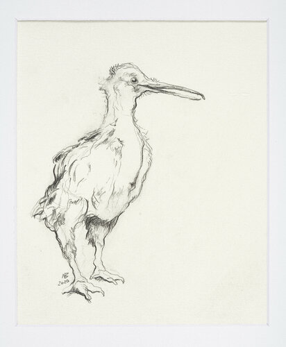 Junger Kiwi di Benno Noll, Disegno in vendita su Singulart