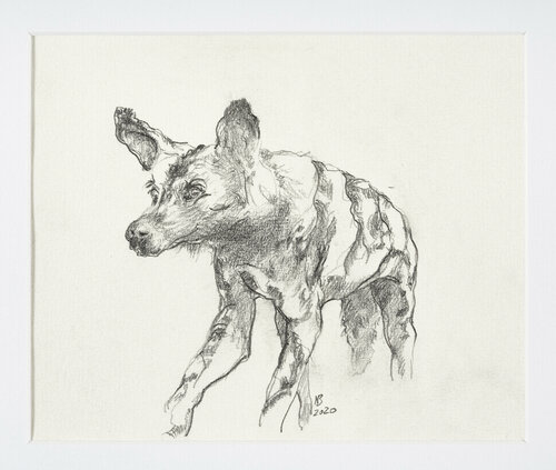 Afrikanischer Wildhund di Benno Noll, Disegno in vendita su Singulart