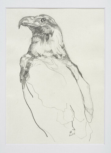 Australischer Keilschwanzadler di Benno Noll, Disegno in vendita su Singulart