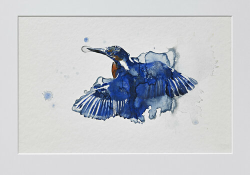 Eisvogel (Alcedo atthis) Benno Noll