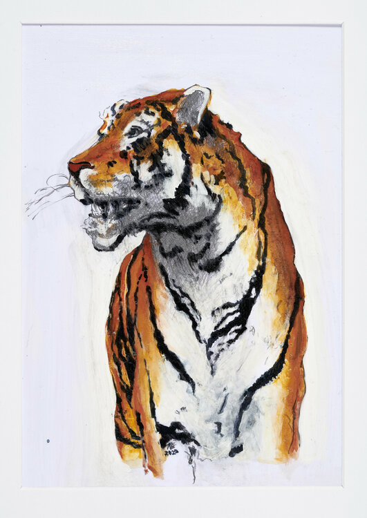 Sibirischer Tiger Benno Noll
