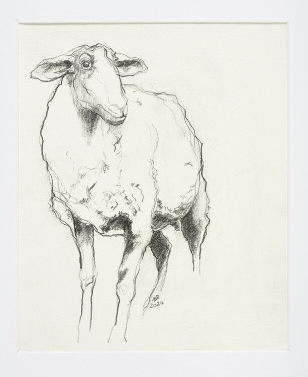 Coburger Fuchsschaf Benno Noll