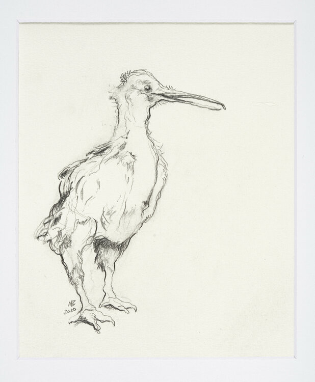 Junger Kiwi Benno Noll