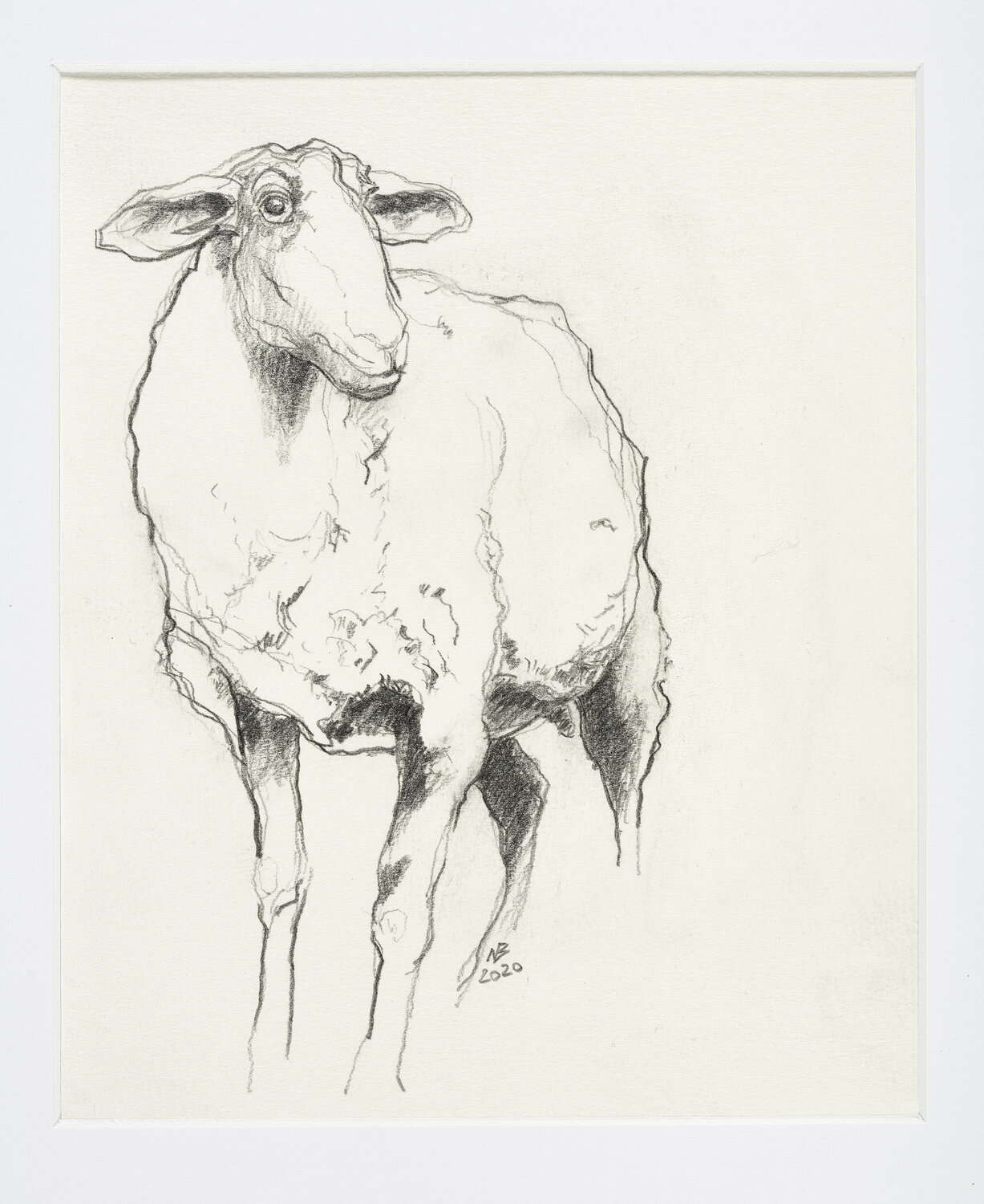Coburger Fuchsschaf Benno Noll