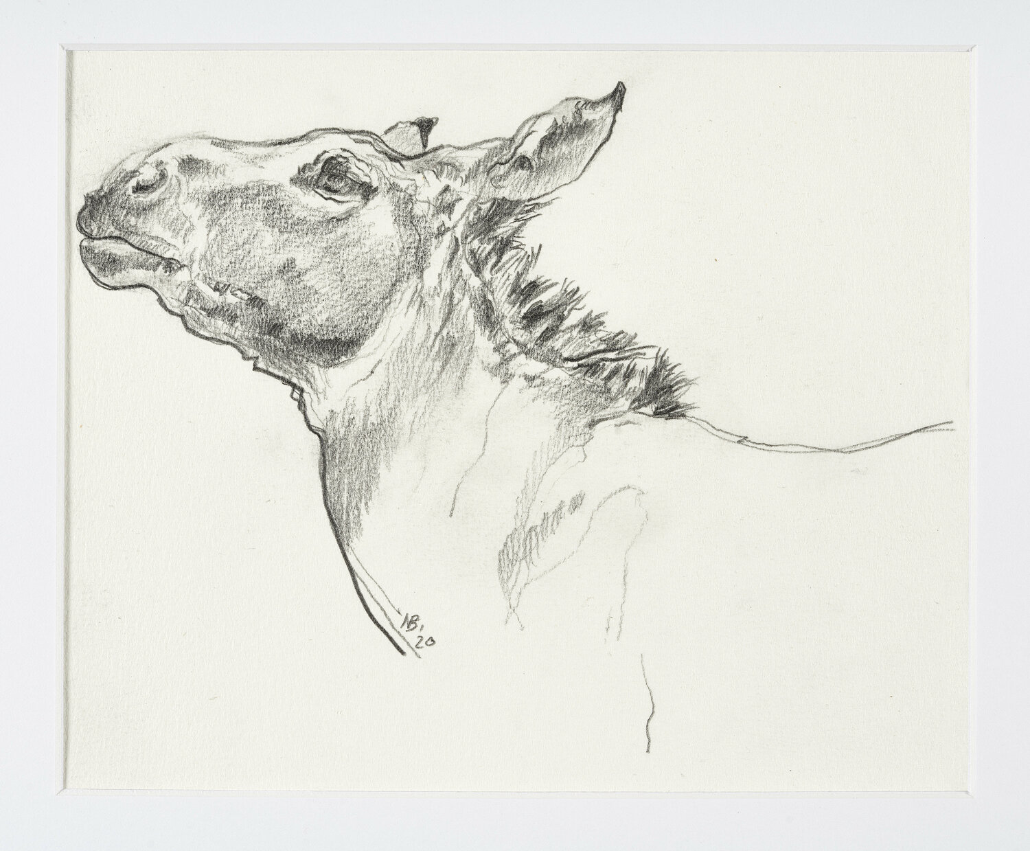 Somali Wildesel Benno Noll