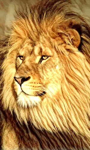 Leo. von Gorka Gonzalez Crespo, Malerei kaufen auf Singulart