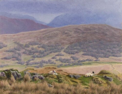 Irish Sheep Shawn Sullivan