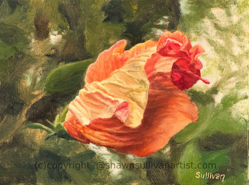 HIbiscus Unfurls van Shawn Sullivan, Schilderij te koop op Singulart