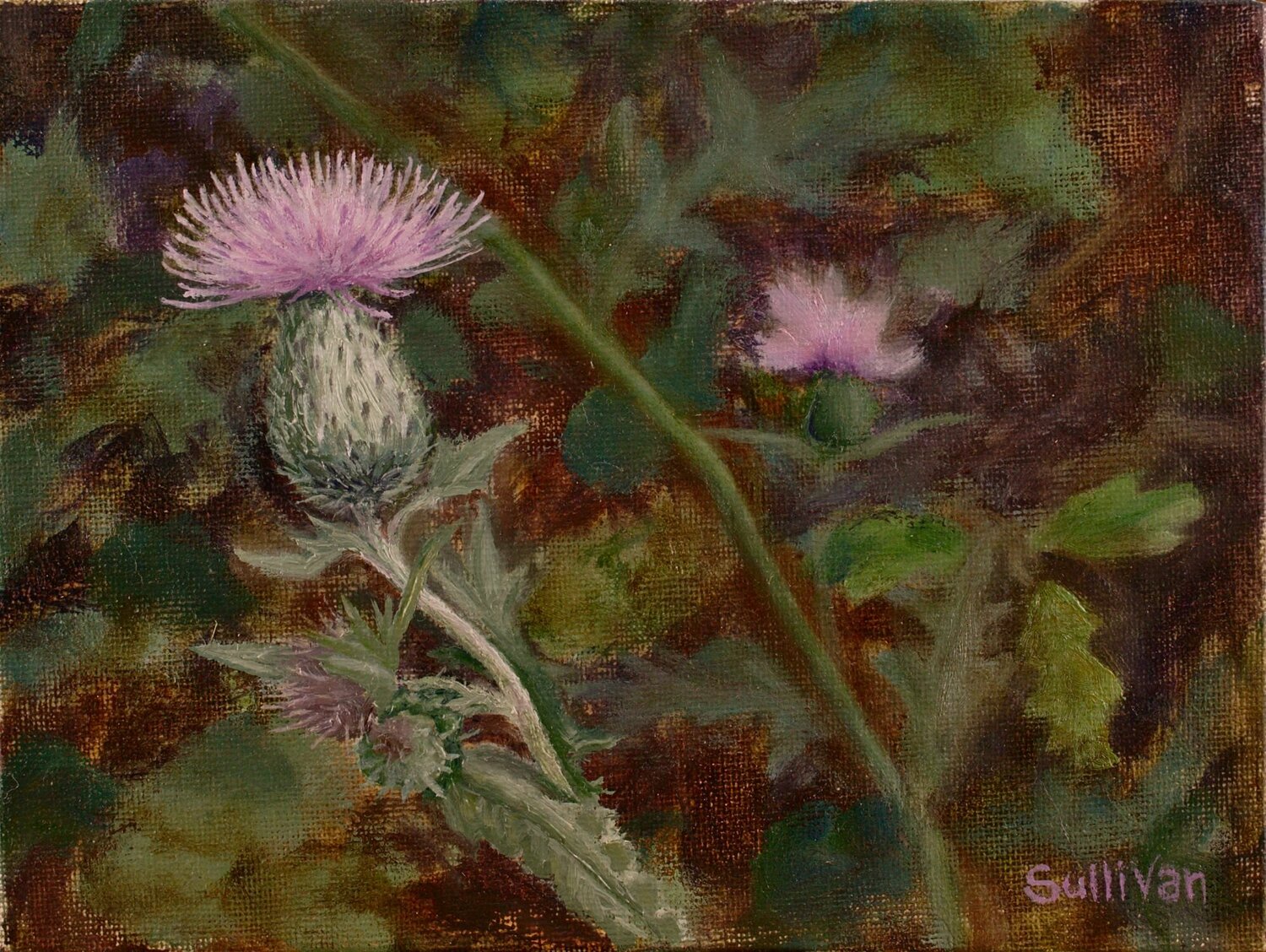 Thistle Shawn Sullivan