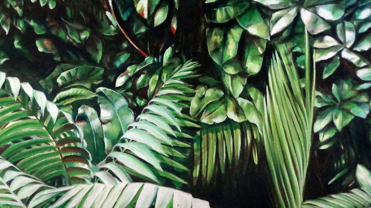 Forêt tropicale de la Côte Pacifique d'Amérique centrale by Claude