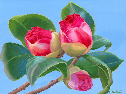 Camellia # 3 di Elizabeth Rickert, Pittura in vendita su Singulart