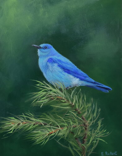 Mountain Bluebird in Evergreen von Elizabeth Rickert, Malerei kaufen auf Singulart