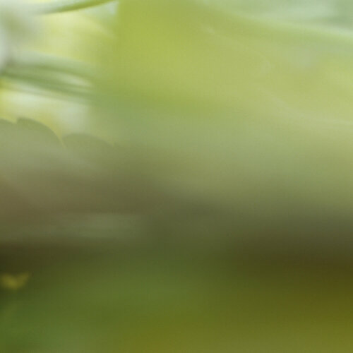 Landscape (Tulpe) by Astrid Bechtold-Fox, Photography for Sale on Singulart