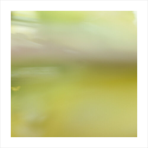 Introspective Landscape (Tulpe) von Astrid Bechtold-Fox, Druck kaufen auf Singulart