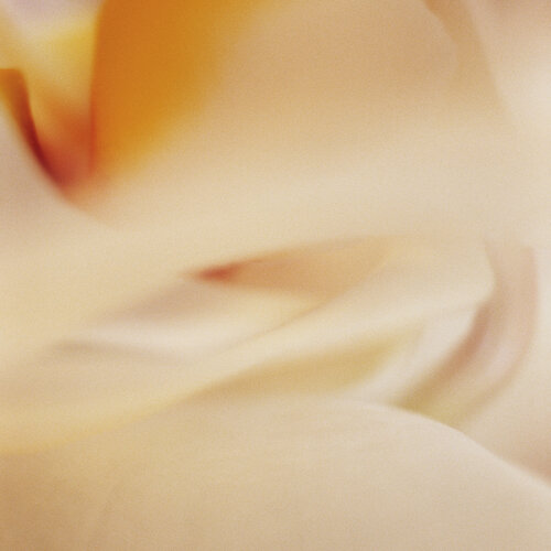 O.T. (Orchidee) by Astrid Bechtold-Fox, Photography for Sale on Singulart