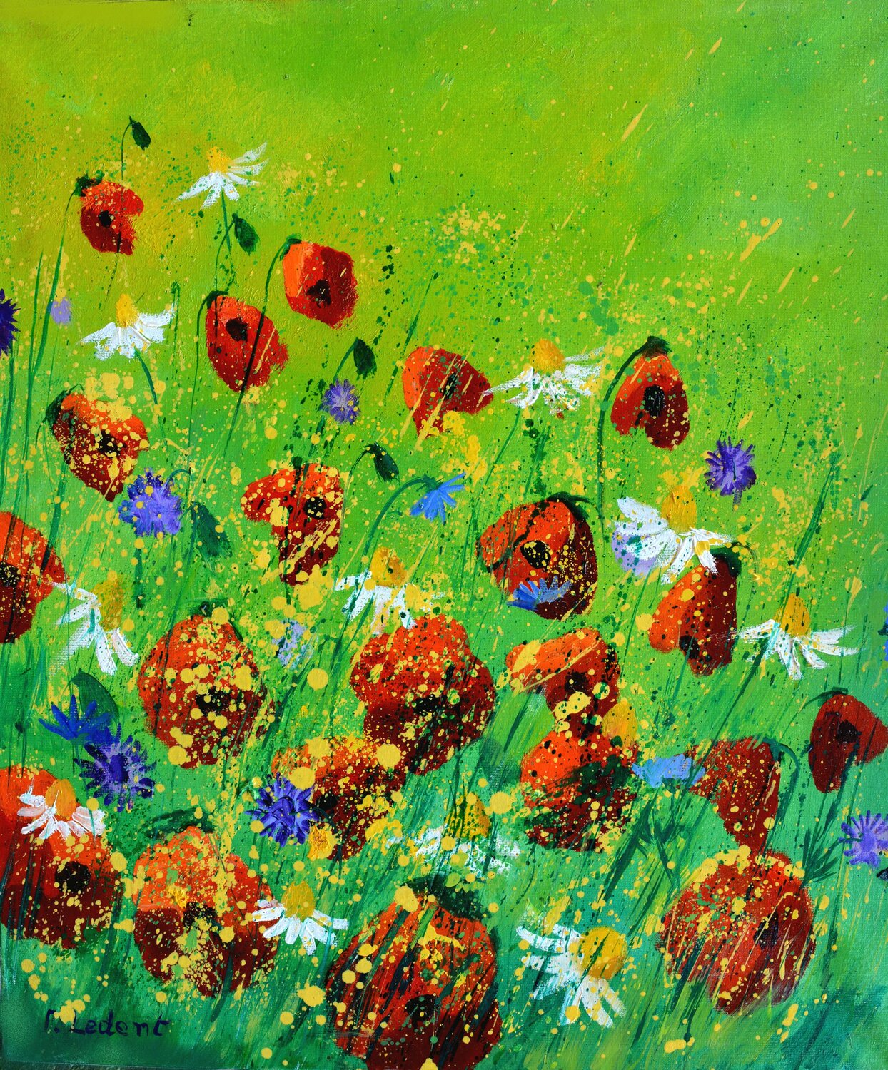 Red poppies - 672020 Pol Ledent