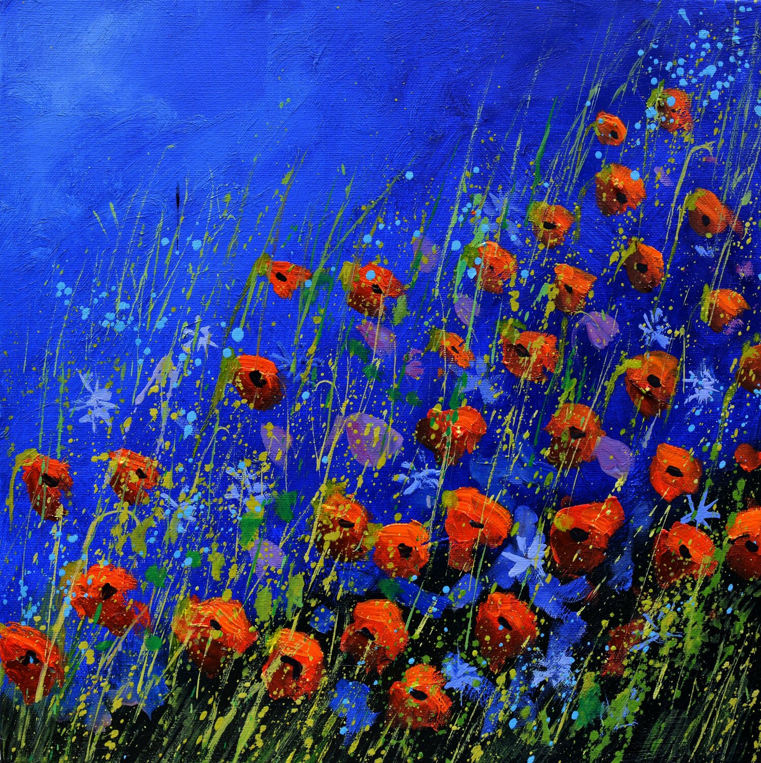 Red poppies - 442020 Pol Ledent