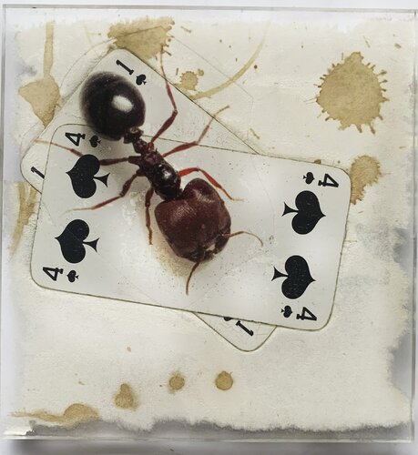 SPIRITO 4 PIC FOURMI von Nental, Malerei kaufen auf Singulart