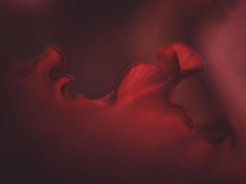 Gentle fire di Johanna Ronn, Fotografia in vendita su Singulart