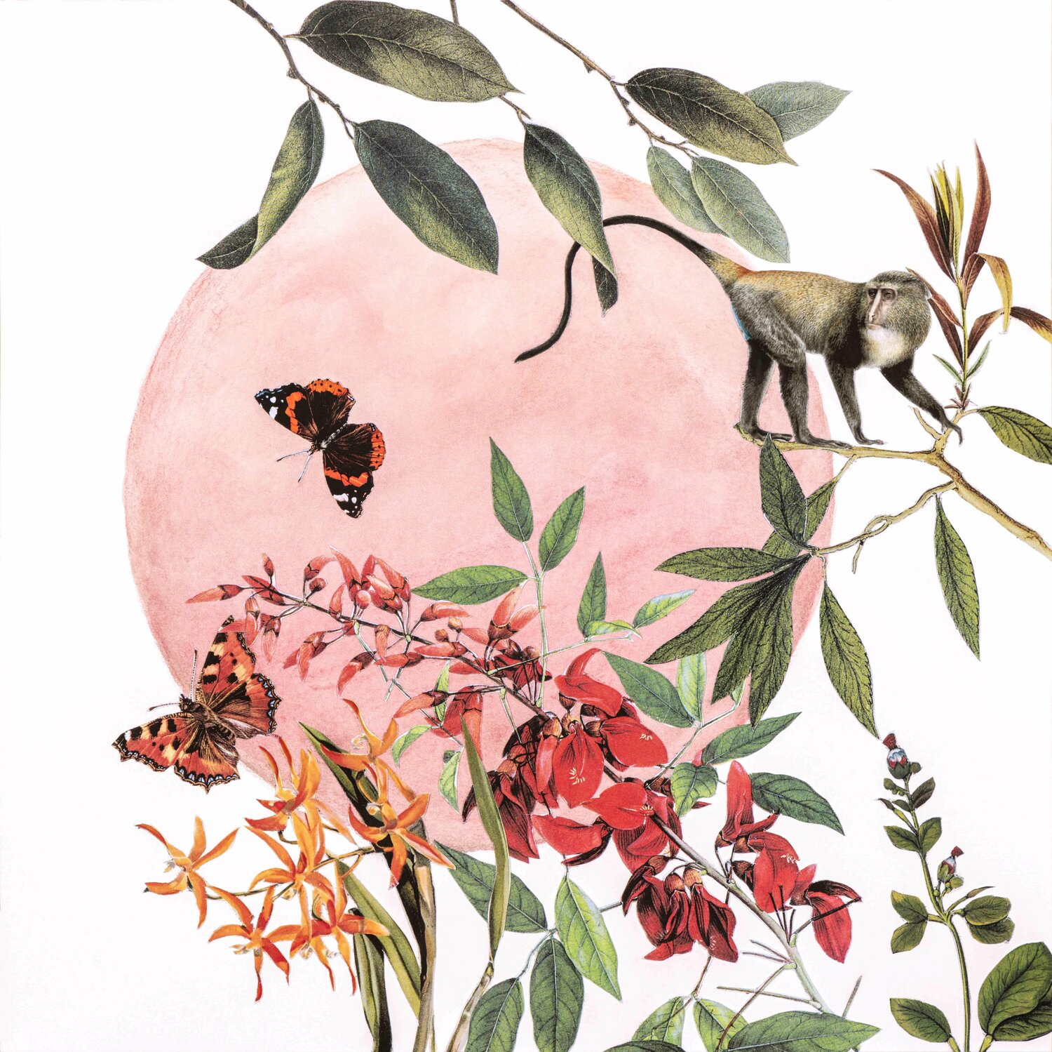 Papier-Kosies, Edition, Affe Renata Kos