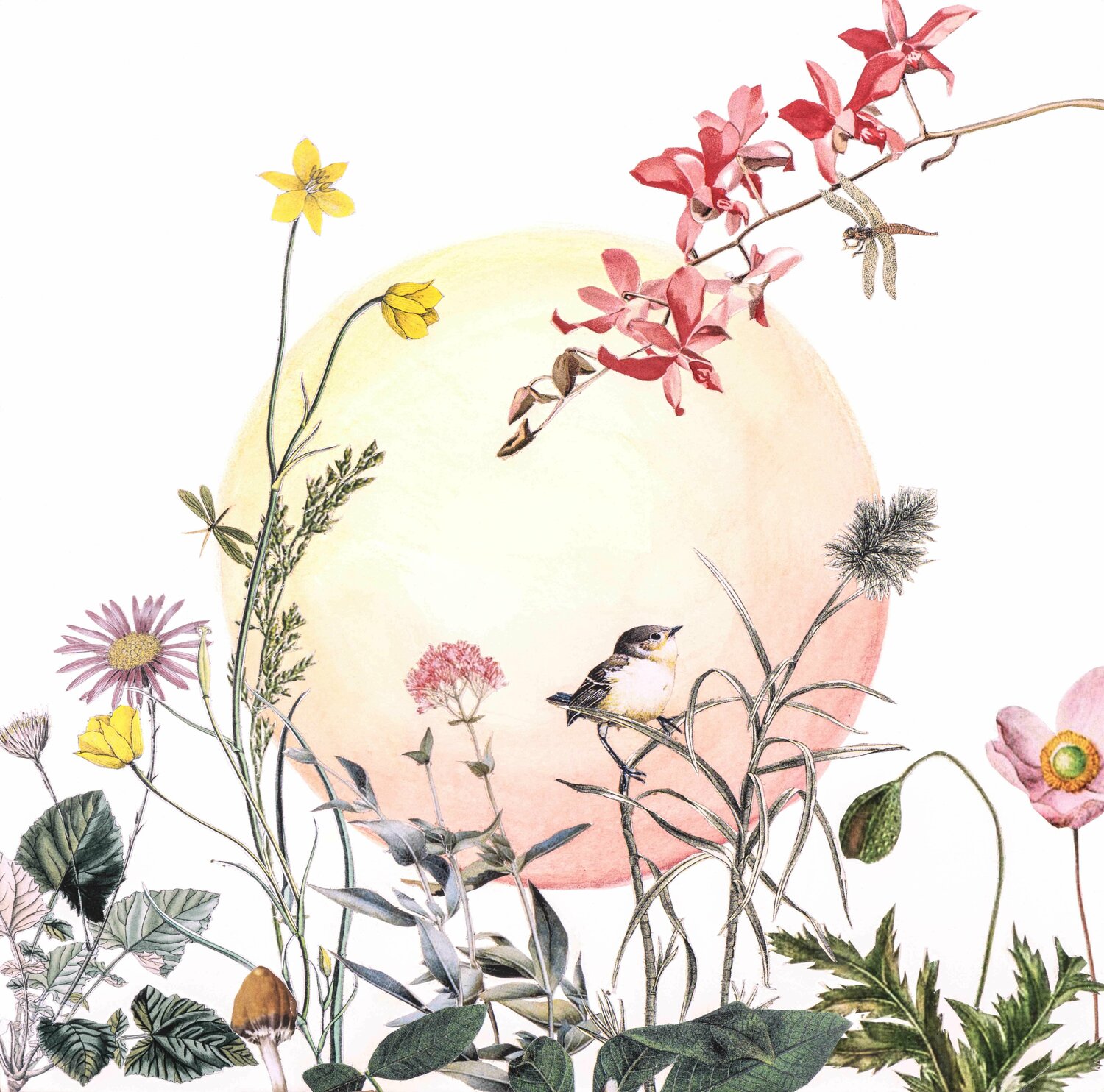 Papier-Kosies, Edition, Vogel Renata Kos