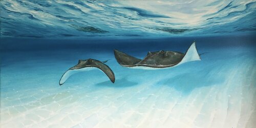 Stingrays van Andrew Hasler, Schilderij te koop op Singulart