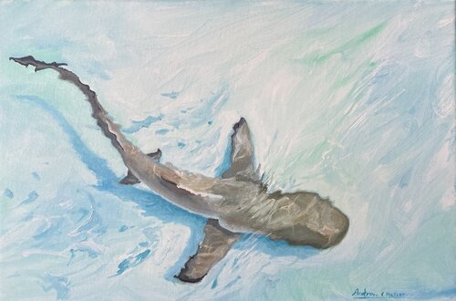 Blacktip Reef Shark van Andrew Hasler, Schilderij te koop op Singulart