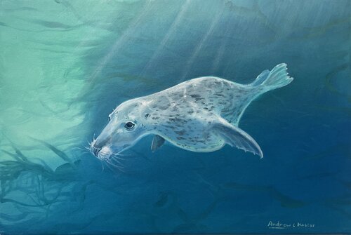Grey Seal von Andrew Hasler, Malerei kaufen auf Singulart