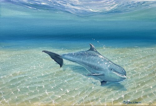 Bottlenose Dolphin von Andrew Hasler, Malerei kaufen auf Singulart