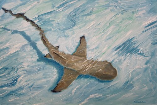 Blacktip Reef Shark van Andrew Hasler, Schilderij te koop op Singulart