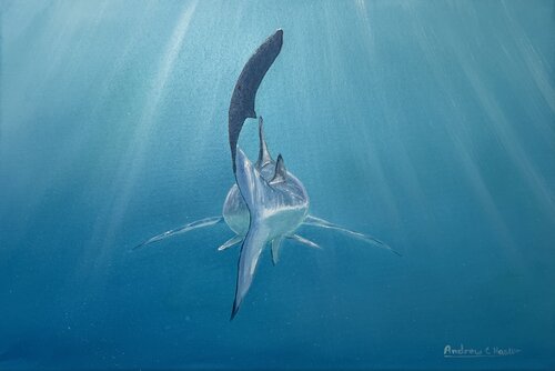 Blue Shark 1 von Andrew Hasler, Malerei kaufen auf Singulart
