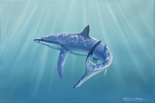 Blue Shark 2 von Andrew Hasler, Malerei kaufen auf Singulart