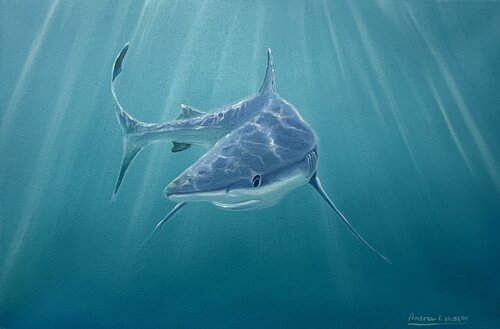 Blue Shark 3 von Andrew Hasler, Malerei kaufen auf Singulart