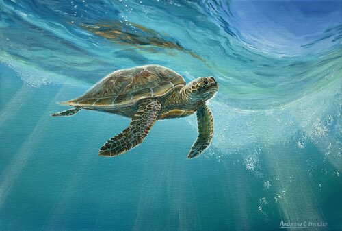 Green Turtle van Andrew Hasler, Schilderij te koop op Singulart