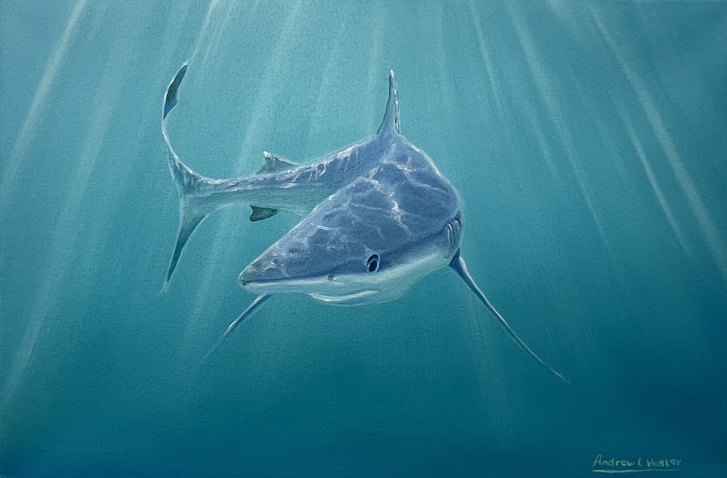 Blue Shark 3 Andrew Hasler