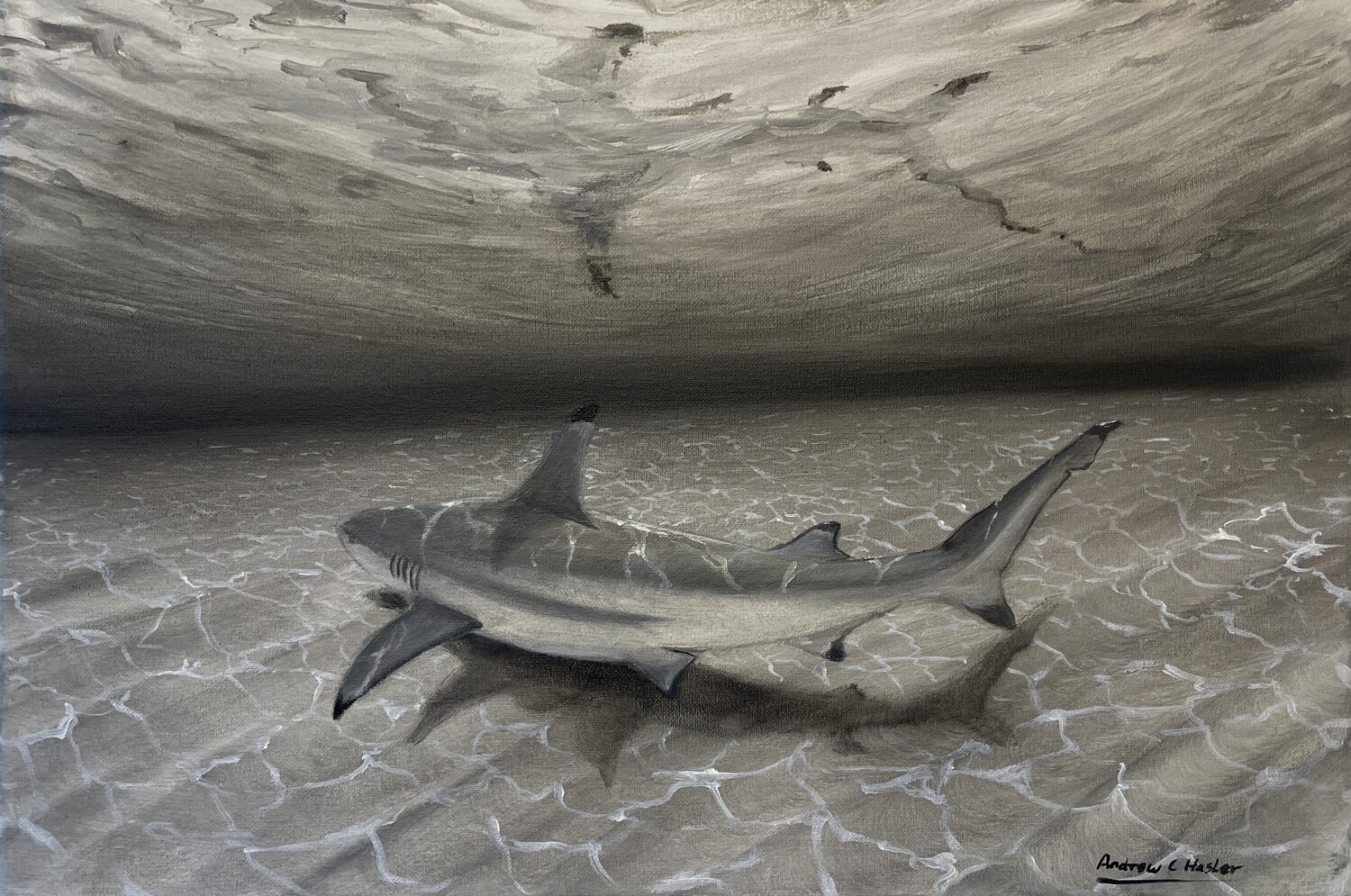 Blacktip Reef Shark (mono colour) Andrew Hasler