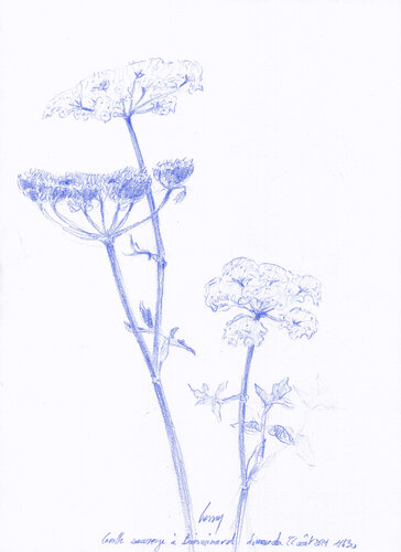 Carotte sauvage di François Cusson, Disegno in vendita su Singulart