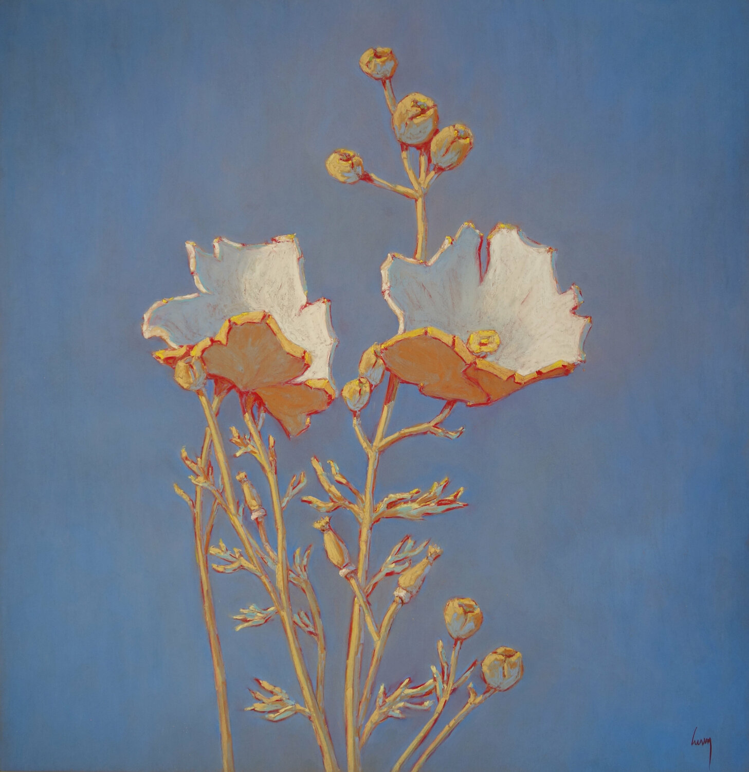 Pavots en fleur François Cusson