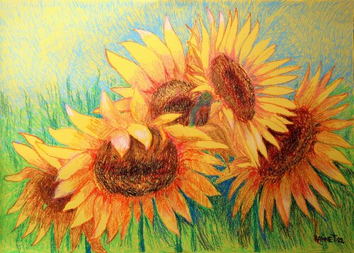 My  Beautiful Sunflowers Rakhmet Redzhepov