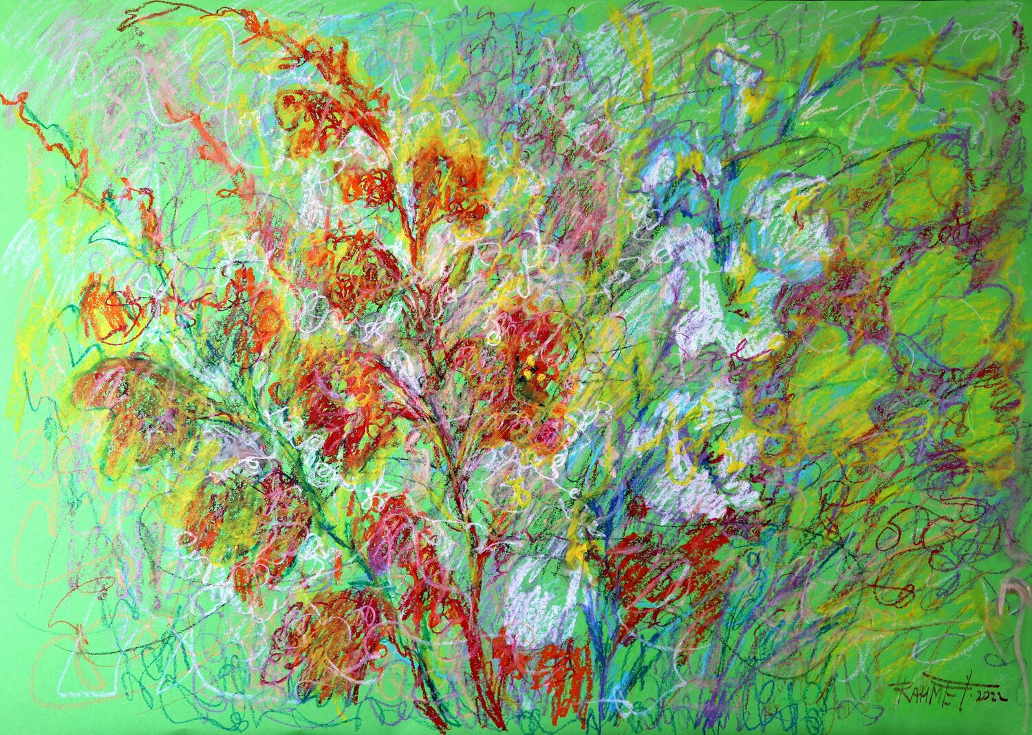 Gladiolus Rakhmet Redzhepov