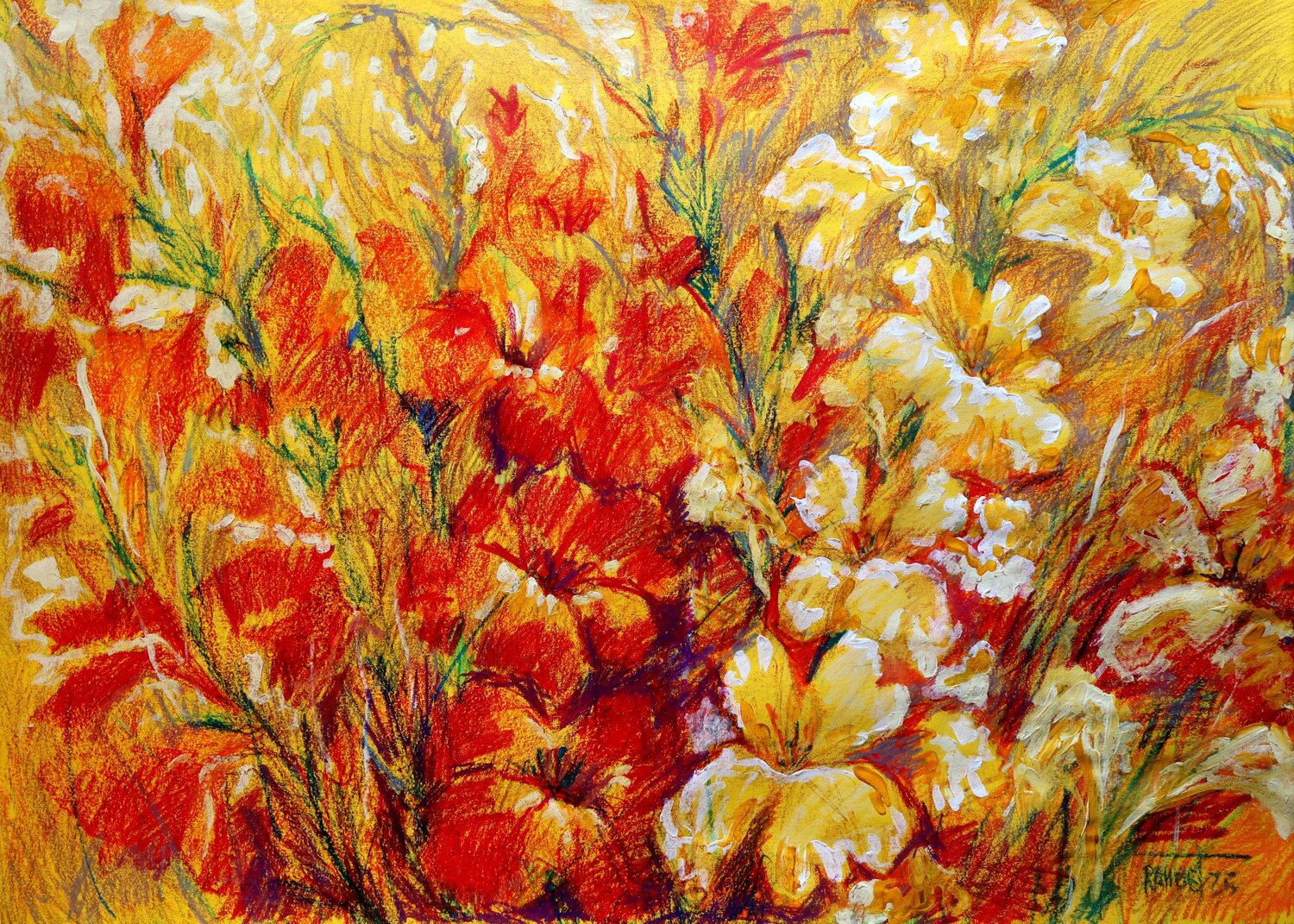Gladiolus 2 Rakhmet Redzhepov