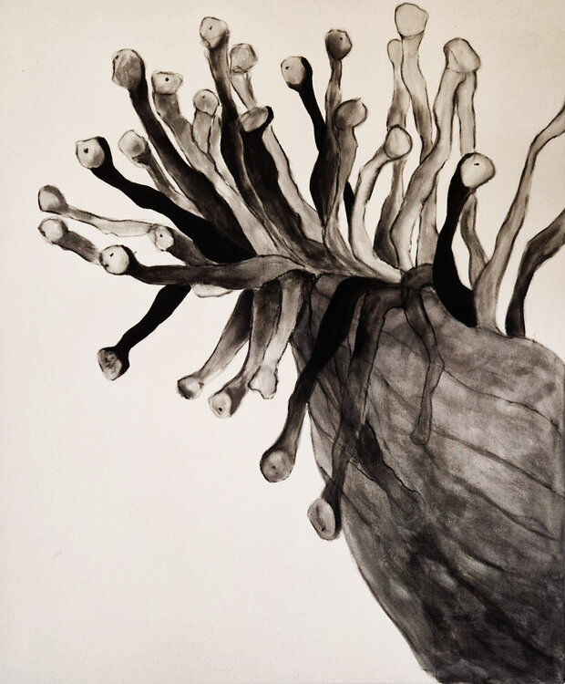 Sea anemone Natacha Di Nucci