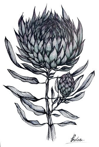 PROTEA FLOWER by Tuzhilkina Maria, Drawing for Sale on Singulart
