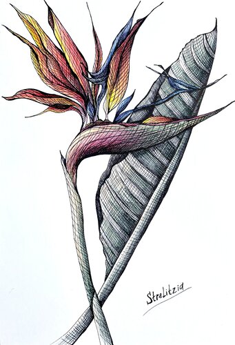 ORANGE STRELITZIA DRAWING di Tuzhilkina Maria, Disegno in vendita su Singulart