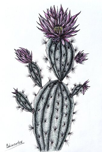 CACTUS WITH PINK FLOWERS di Tuzhilkina Maria, Disegno in vendita su Singulart
