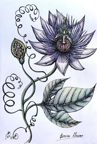 PASSION FRUIT FLOWER di Tuzhilkina Maria, Disegno in vendita su Singulart