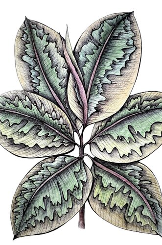 FICUS BELIZE — BREATH OF THE TROPICS di Tuzhilkina Maria, Disegno in vendita su Singulart
