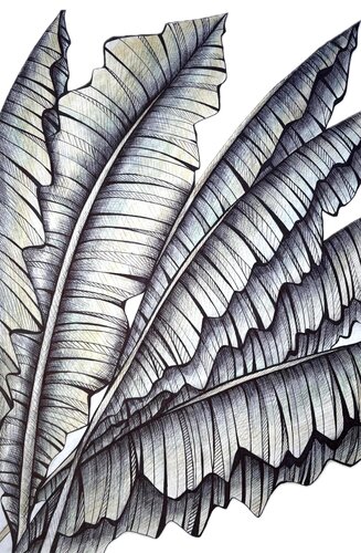 BANANA LEAVES DRAWING di Tuzhilkina Maria, Disegno in vendita su Singulart