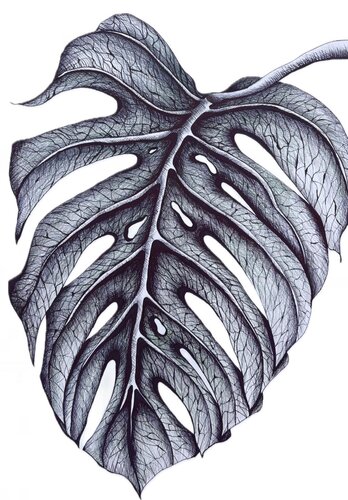 SINGLE MONSTERA LEAF di Tuzhilkina Maria, Disegno in vendita su Singulart