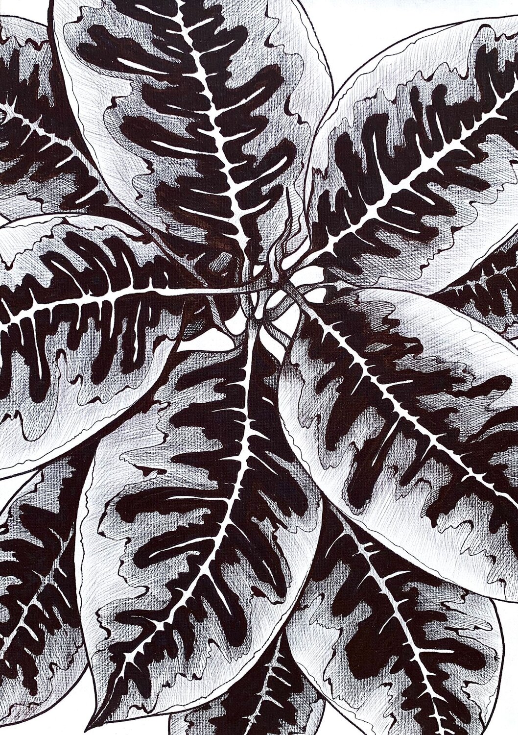 FICUS BELIZE Tuzhilkina Maria